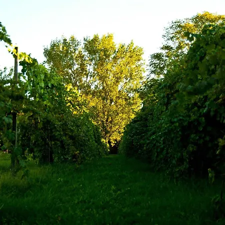 普林西佩萨皮奥乡村民宿